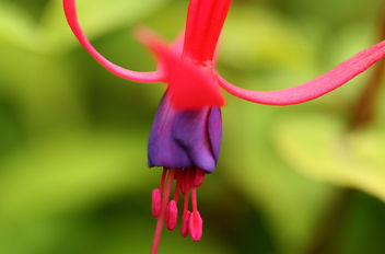 Bright Fuchsia - Free image #280555